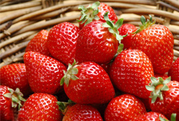 草莓百科